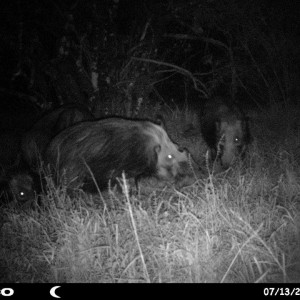 Baited bushpig in Mankazana Valley.