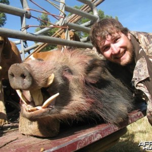 Rowland Ward bushpig from Eastern Cape