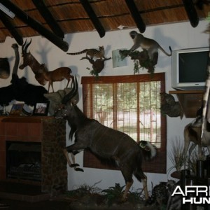 Safaris Lodge