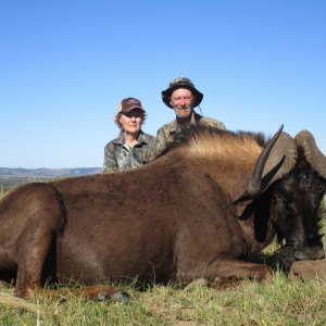 Black Wildebeest