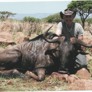 Bliue Wildebeest