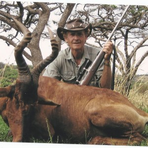 Red Hartebeest