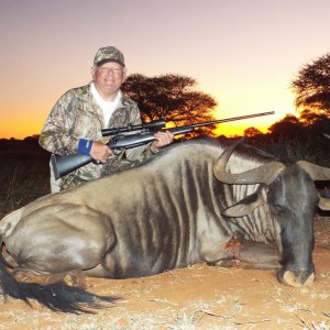 Best Blue Wildebeest at Sunset