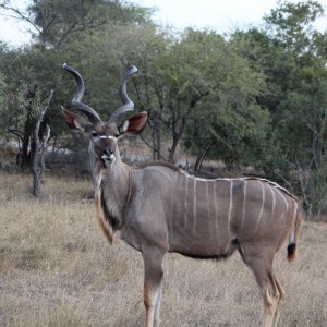 I Love Kudu