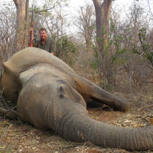 Tuskless elephant