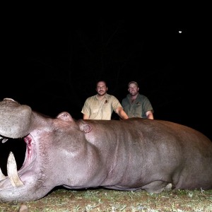 Hippo Bull