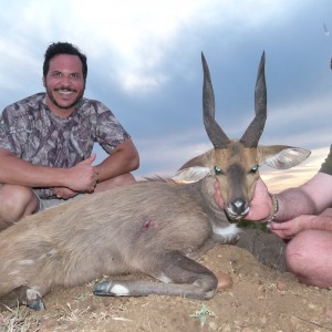 Limpopo Bushbuck