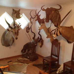 temp trophy room