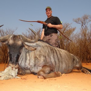 Blue Wildebeest