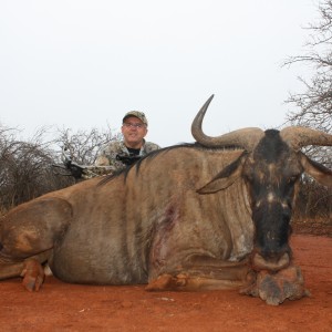 Blue Wildebeest