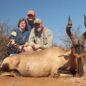 Red Hartebeest