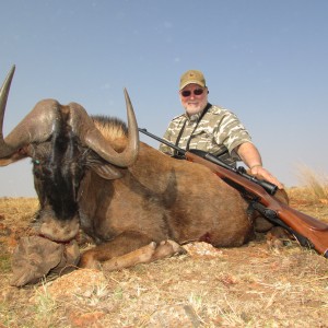 Black Wildebeest