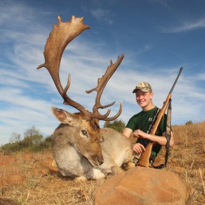 Fallow deer