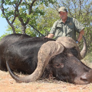 Cape Buffalo