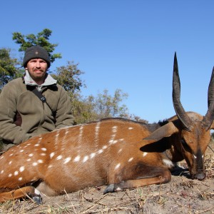 Chobi Bushbuck