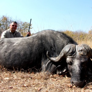 Cape Buffalo