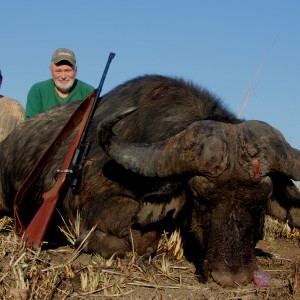 Cape Buffalo