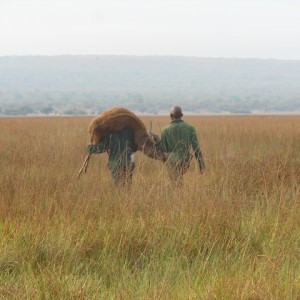 Recovering Sitatunga out of the swamp