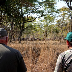 Cape Buffalo