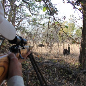 Cape Buffalo