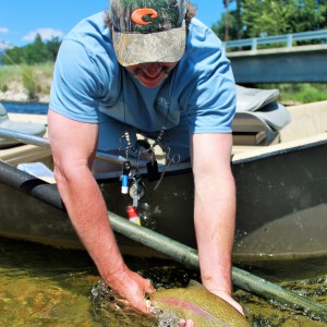 Rainbow release, Bitterroot River, Darby, Montana