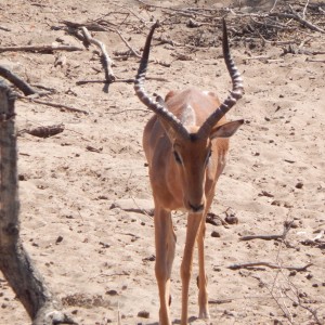 Impala