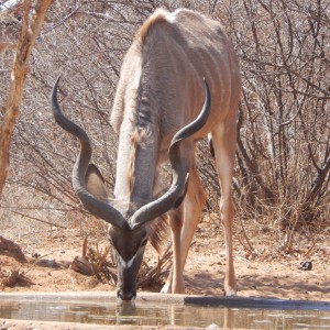 Kudu