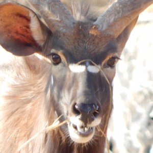 Nyala