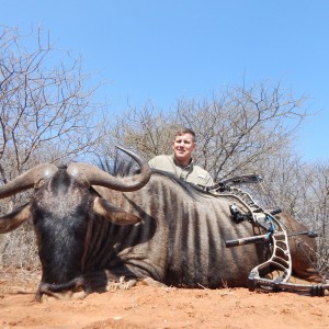 Blue wildebeest