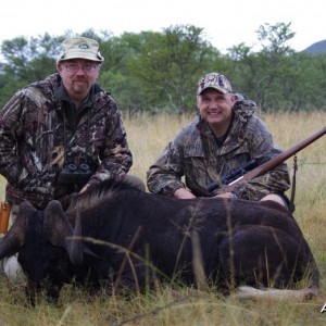 Black Wildebeest