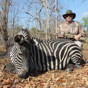 Boehm's Zebra