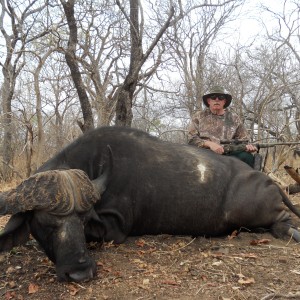 Cape Buffalo