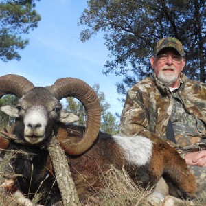 Mouflon sheep