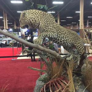 Taxidermy at Safari Club International Convention