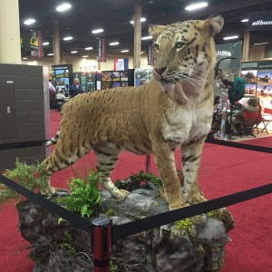 Taxidermy at Safari Club International Convention