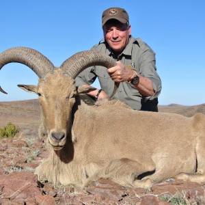 Davis Mountains Aoudad