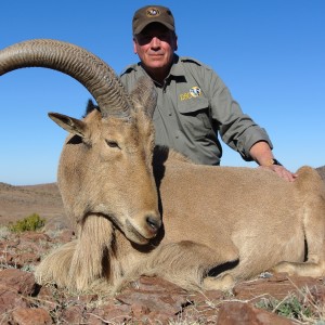 Davis Mountains Aoudad