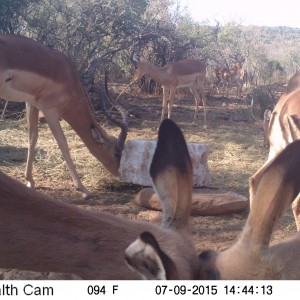 Impala