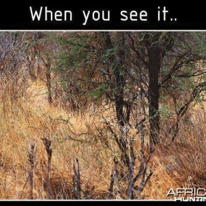 put on your 'bush' eyes...