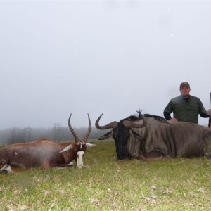 Blue Wildebeest & Blesbok