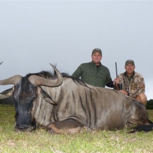 Blue Wildebeest