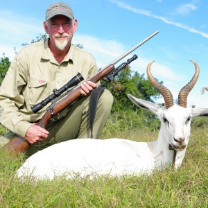 White srpingbok