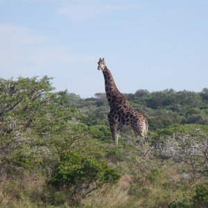 Giraffe