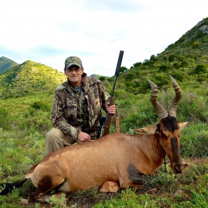 Red Hartebeest