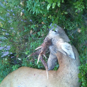 Roe Buck Sweden