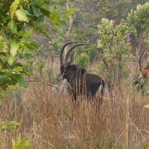 nice sable bull