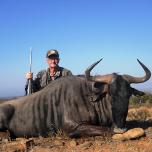 Blue Wildebeest