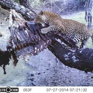 Leopard Hunt with Bullet Safaris & Professional Hunter Nathan Askew