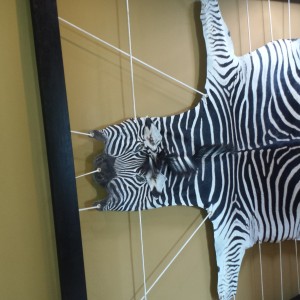 Zebra hide framed