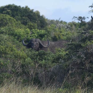 Cape buffalo